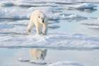 Norway, Svalbard. Polar bear crossing pack ice. Art Print